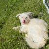 Image of my dog
